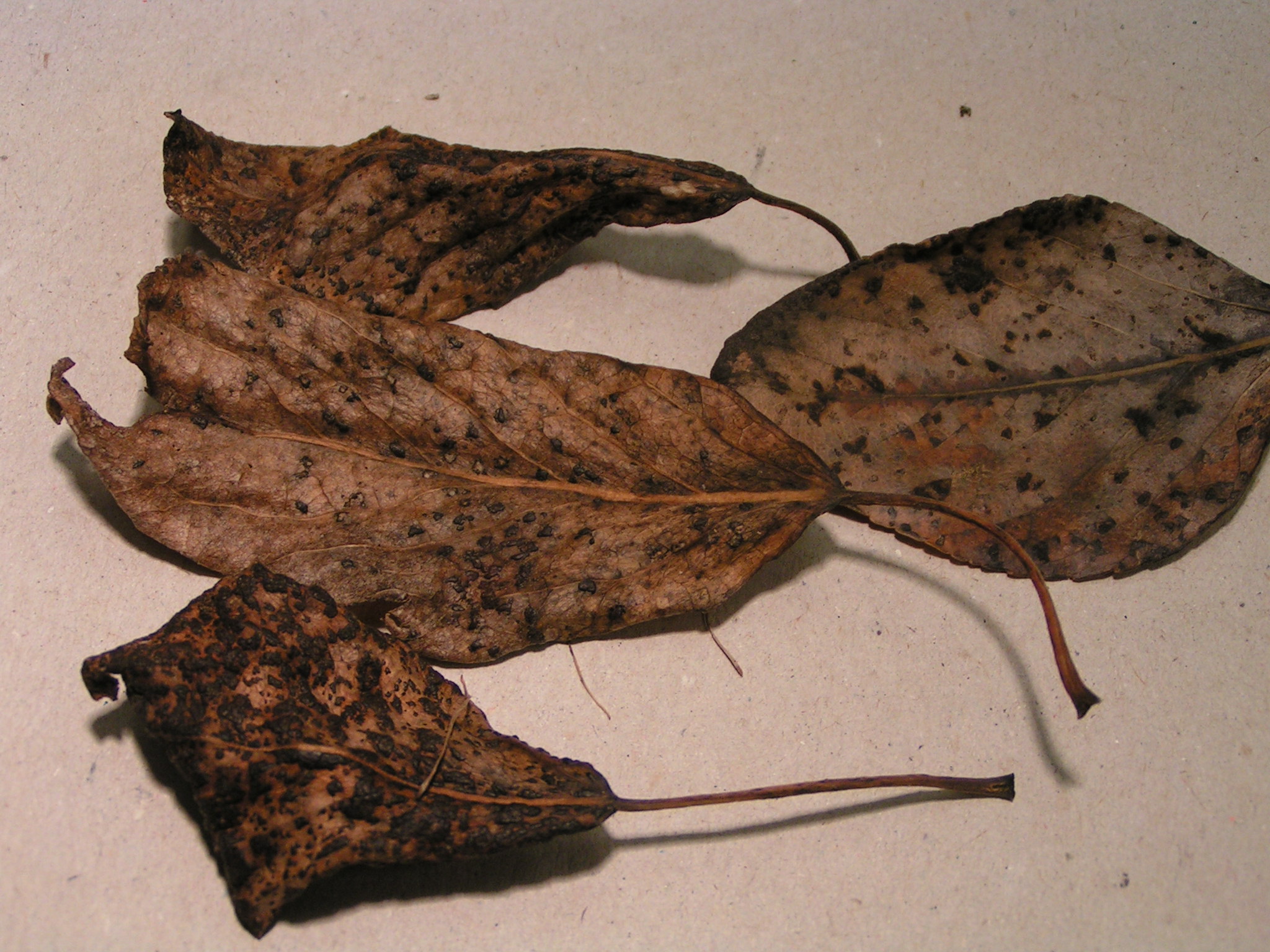 Asparryð, vetrargró.jpg